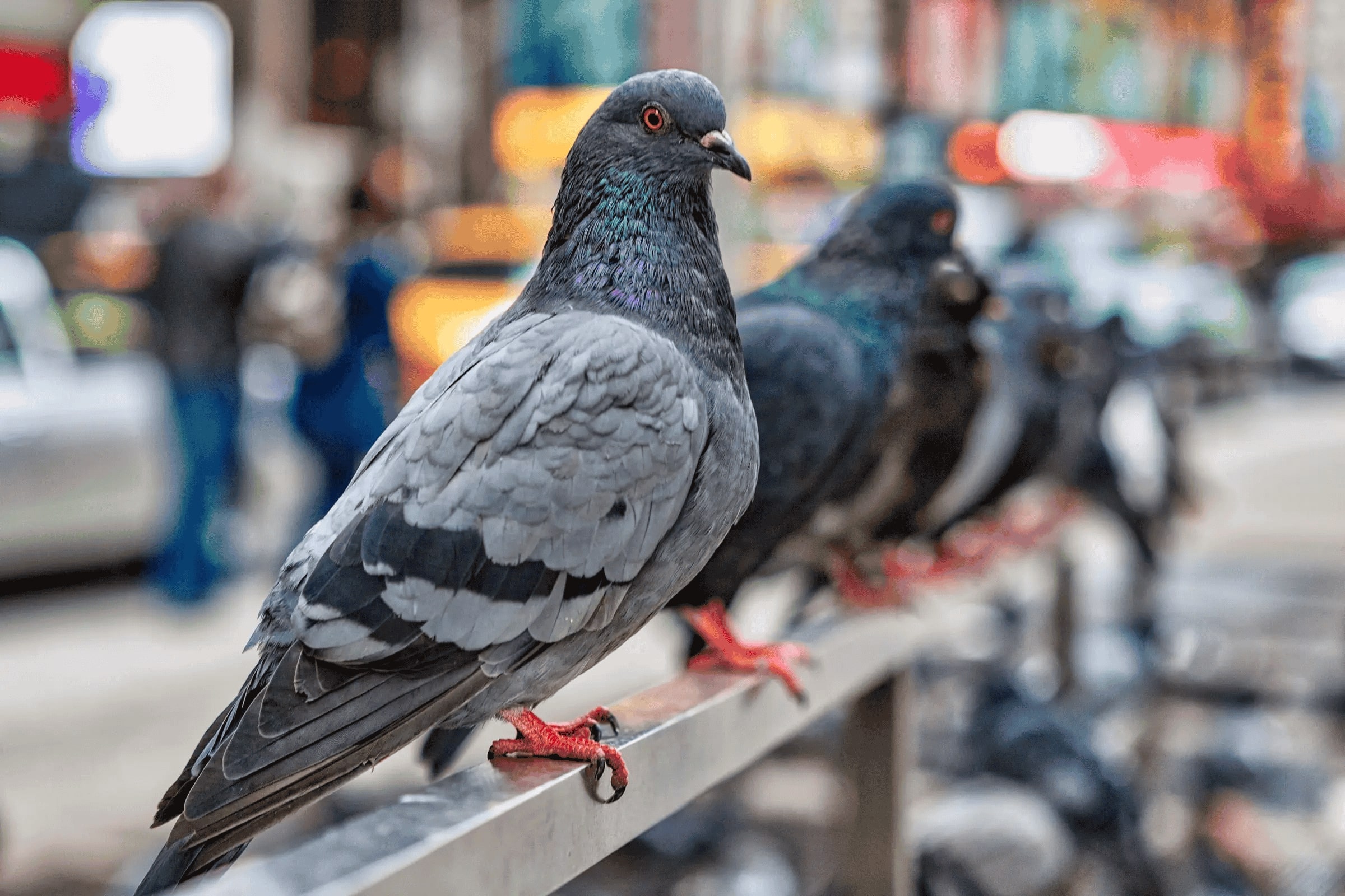 group of pigeons