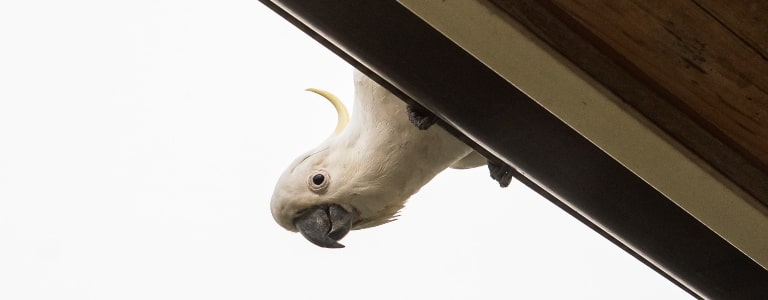 pigeon on canopy